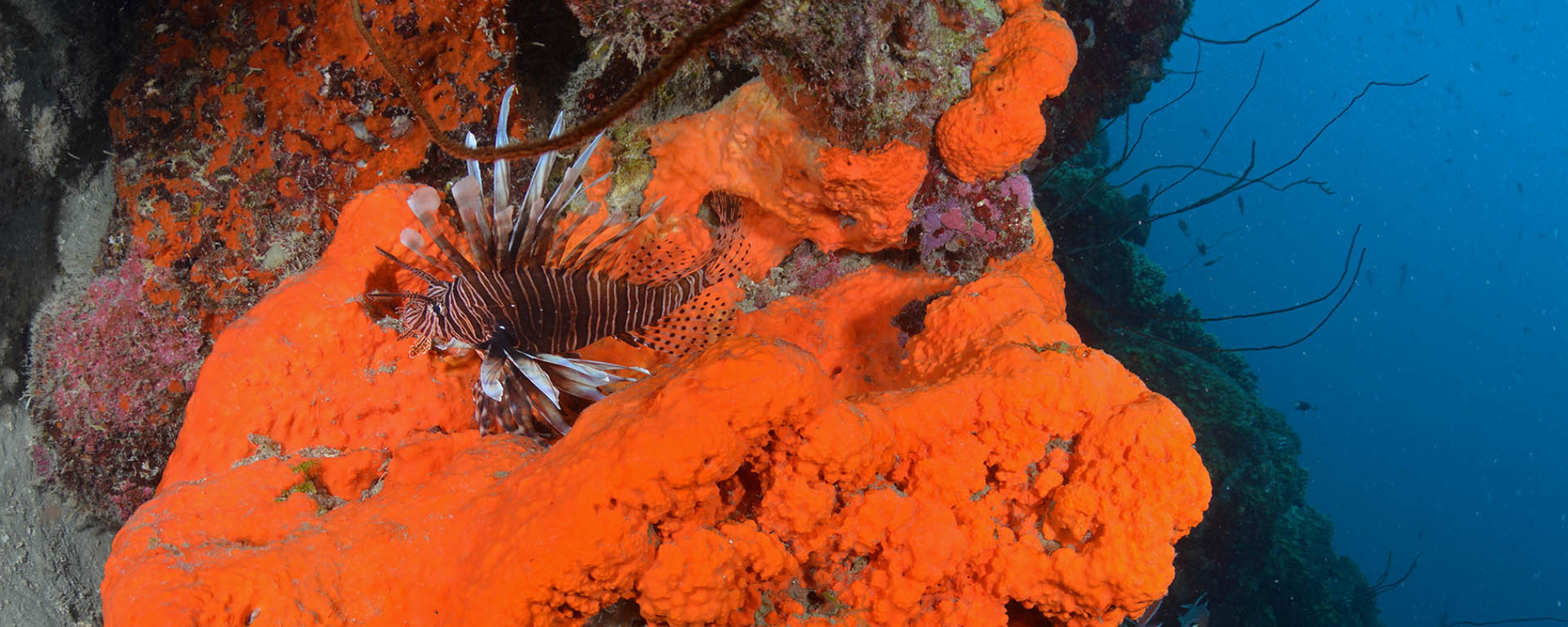 Close-up of vibrant orange coral with a lionfish on a blue underwater background