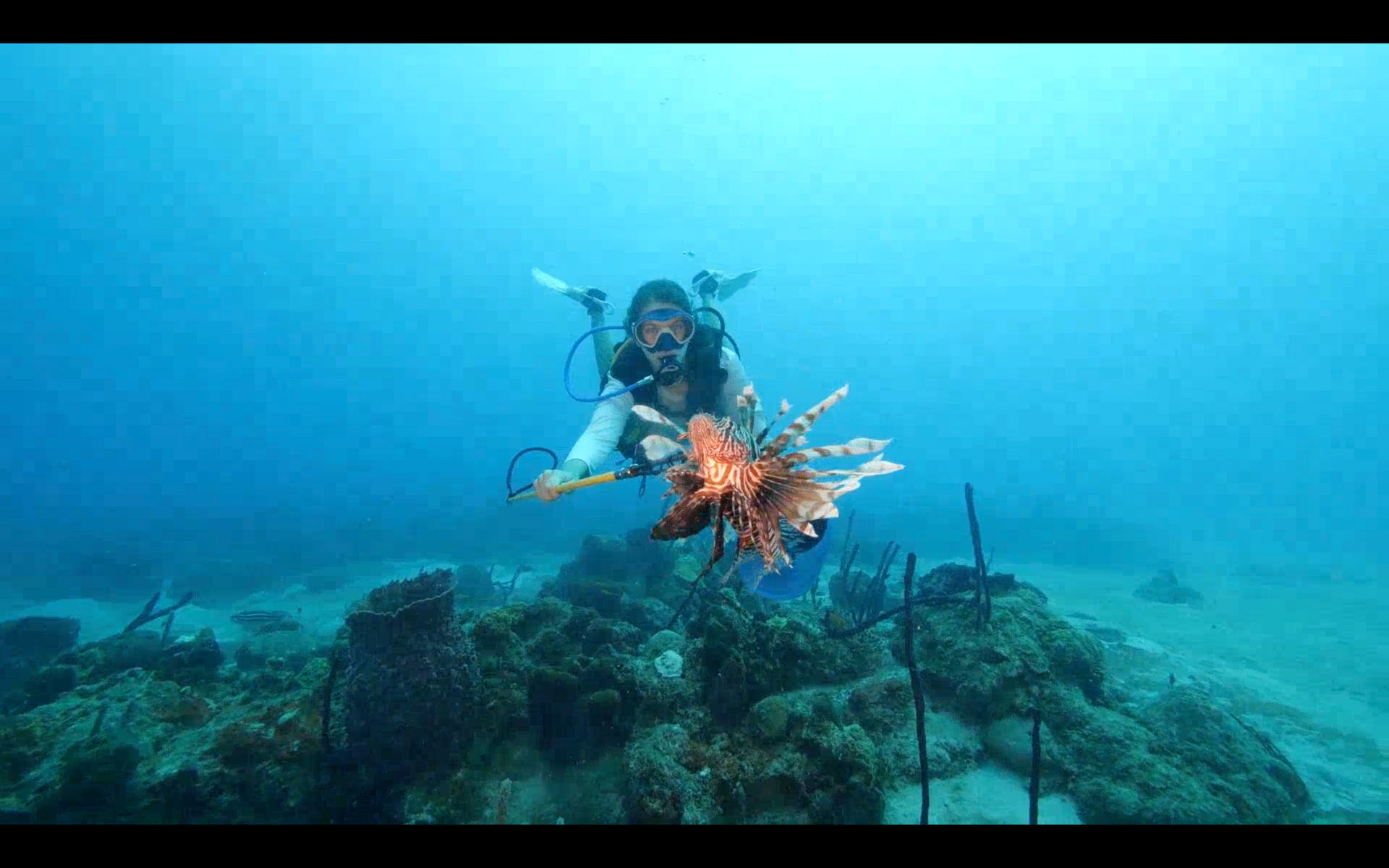 Diver interacting with a lionfish on a coral reef underwater.