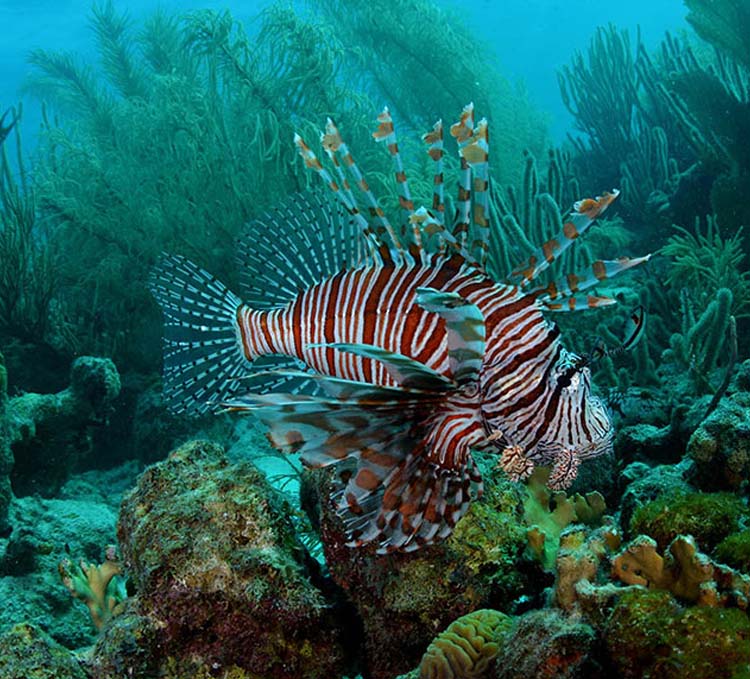A lionfish swimming among coral and sea plants in a tropical reef.
